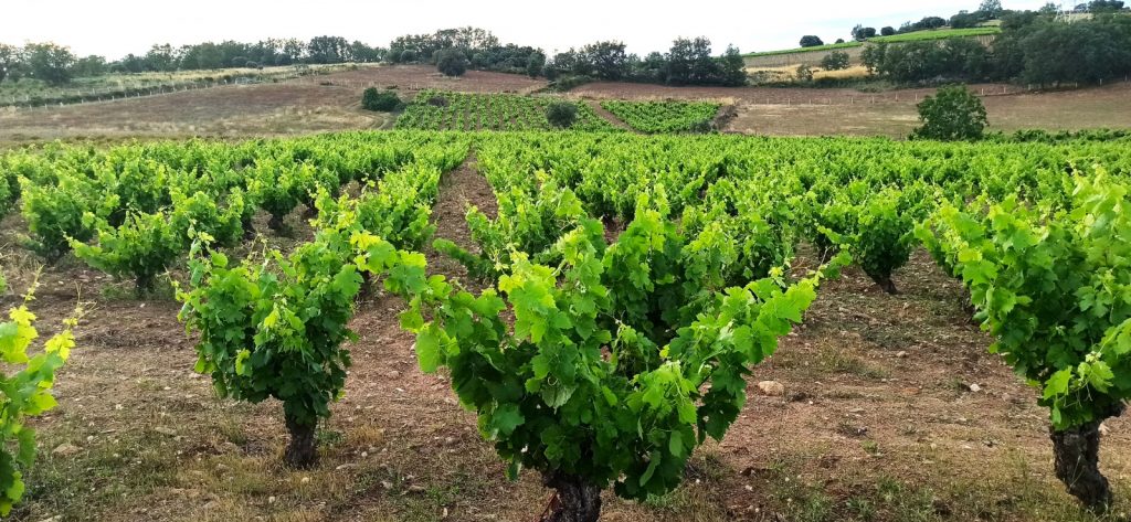 plantación de parras de nuestra finca