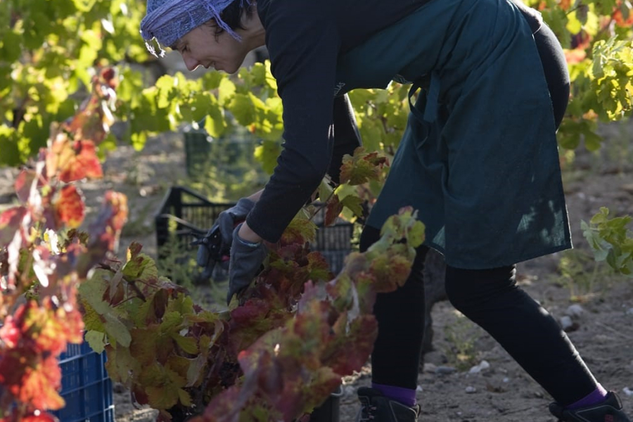 Trabajadora en época de vendimia